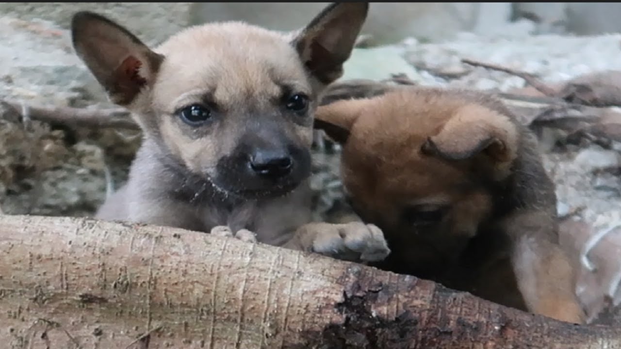 rescue two cute little puppies that were abandoned in the dense house ...