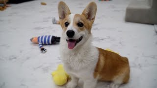 ENG SUB _ Temporarily Taking Care of a Welshi Corgi