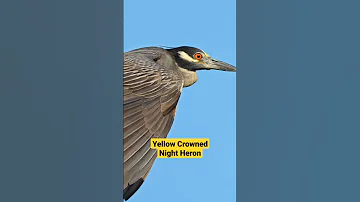 Yellow Crowned Night Heron 