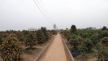 Quất Tết Năm Nay Giá Cao Đột Biến Ở Vườn Quất Nam Phong