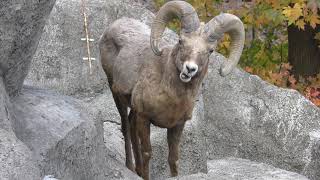 オオツノヒツジ 金沢動物園 17年11月26日 Youtube