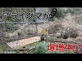 アライグマが増え続けているので注意が必要です！