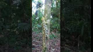 Solomons monkey tailed skink (Corucia zebrata) in the FOREST of POITETE, KOLOMBANGARA Island 🇸🇧