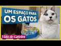 Um Espaço para Os GATOS | Vida de Gateira #21