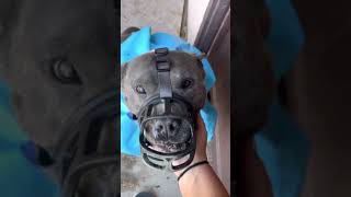 THIS IS WHY YOU NEUTER YOUR MALE DOGS 🙌🏻 by Sun Village Animal Rescue 3,652 views 10 months ago 2 minutes, 8 seconds