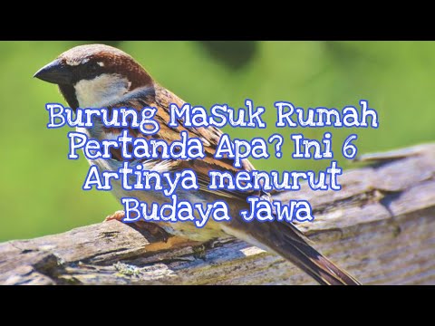 Video: Mengapa Seekor Burung Yang Terbang Ke Rumah Dianggap Sebagai Pertanda Buruk?