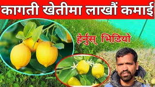 कागती खेति गरेर लाखौ आन्दानी गर्ने अनौठो तरिका // Lemon farming Nepal, Kagati Kheti