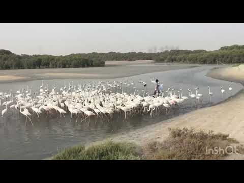 Flamingo Feeding, Ras Al Khor Wildlife Sanctuary, Dubai