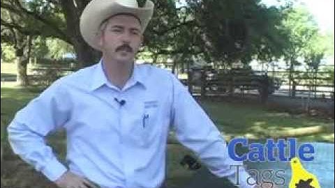 Cattle Electronic ID Tags and Tagging