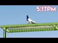 Dubai 6_Pigeons Landing First 3:11pm Last 7:24pm|Dubai Pigeons Sports
