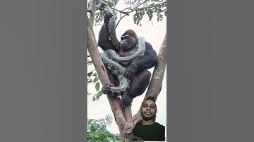 monkey video ll #nature #funny #wildlife #animals #monkey #giant#python