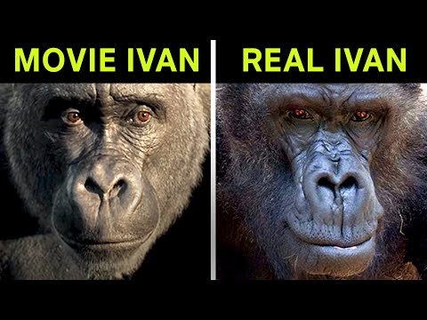 The One And Only Ivan Vs. The True Story Of Ivan The Gorilla