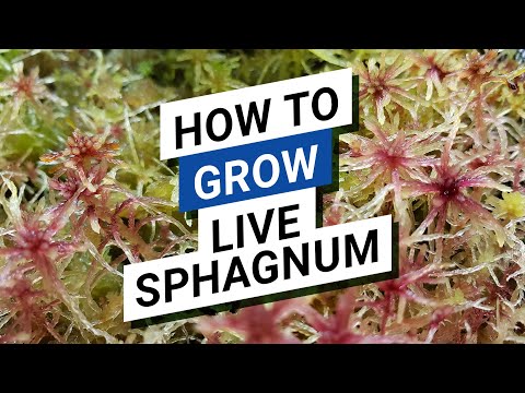 Video: Je, unaweza kukua sphagnum moss?