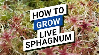 Grow Live Sphagnum Inside A House   No Need For A Greenhouse Or A Growth Chamber For That.