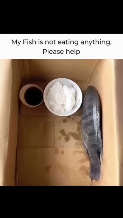 my-fish-is-not-eating-anything-shorts-youtubeshorts-viral-memes