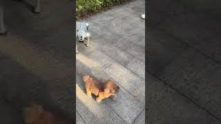 Download Lagu Dog interactive collection machine dog dog dog mechanical dog robot MP3 Download Lagu Dog interactive collection machine dog dog dog mechanical dog robot MP3