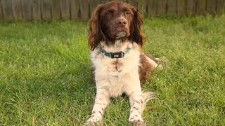 The Brittany Dog A Natural Talent for Scent Detection