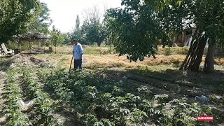 the best way to remove herbs in garden beds лучший способ удаление трав в грядках в огороде