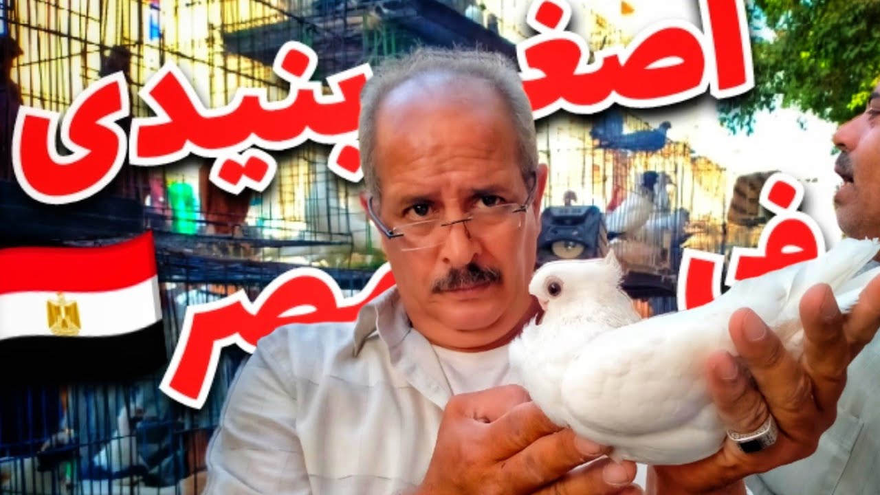 أصغر حمامه فى مصر عند عم هانى الأصل💥⚠️🔥01001044693 وفرجه وأسعار الحمام الغزار والزينه 