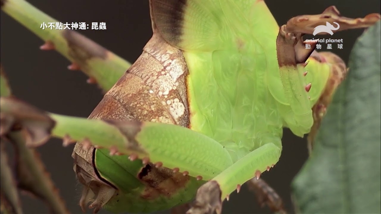 地球的真霸主是神奇蟲蟲？ 看各路昆蟲好漢 為求勝利 各顯神通！｜動物星球頻道