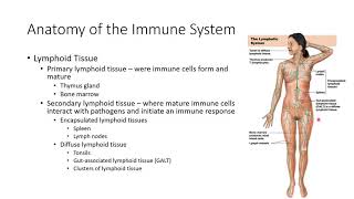 Ch.24 - The Inmmune System