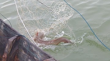 giăn câu cá trong bè hào (lê nghĩa cần giờ)