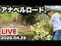 ◆4月下旬のアナベルロードからLIVE配信