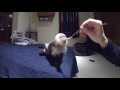 Baby Capuchin Monkey Dinner!