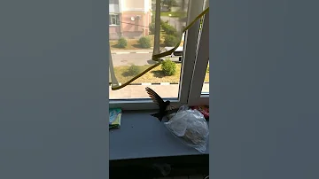 Стриж залетел в окно😆