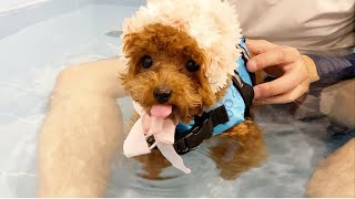 태어나서 처음으로 수영 한 강아지