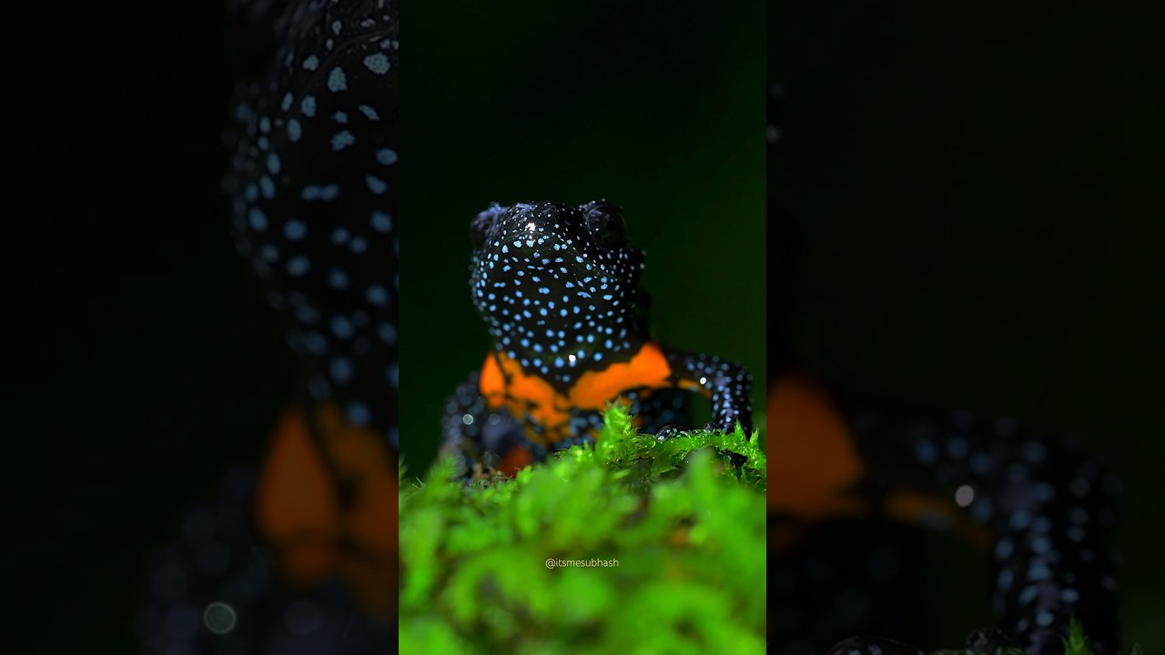 Galaxy Frog 💙 - Shot on 