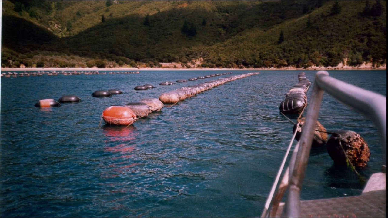 Aquaculture in New Zealand Wikipedia audio article YouTube