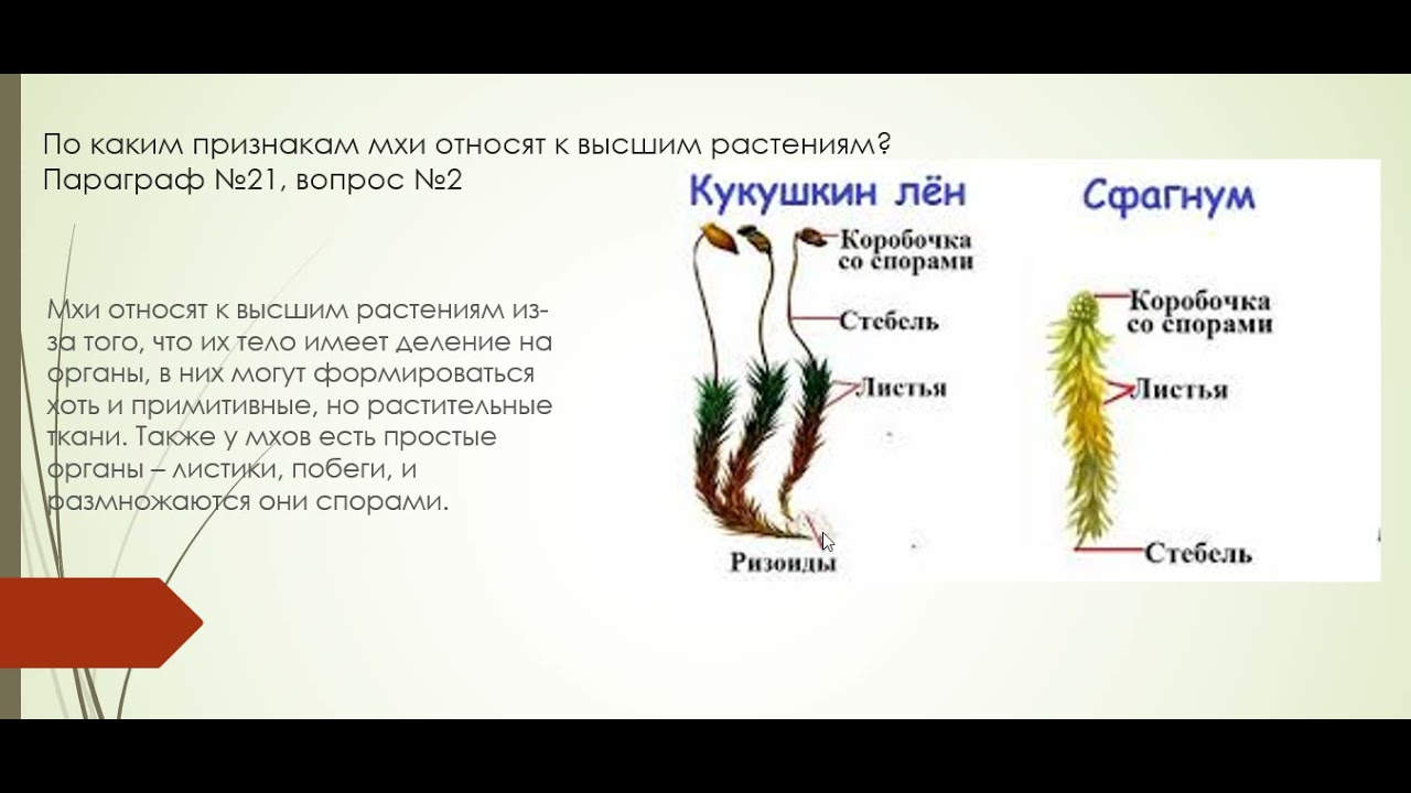 Дайте характеристику моховидных растений