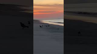 Get your day started - hang out with the birds - Shorts oceanvibes birdsonthebeach sunrise