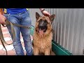 Непослушный Риф. Щенок немецкой овчарки. The naughty Reef. German Shepherd.  Одесса.