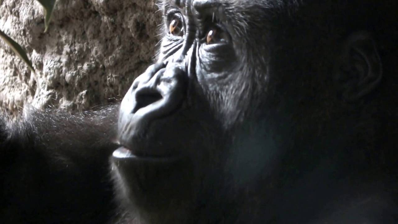kawaii emoticons #61 Cute kid Gorilla Momoka.Ueno Zoological Gardens.かわいいゴリラの子供モモカ（上野動物園）。