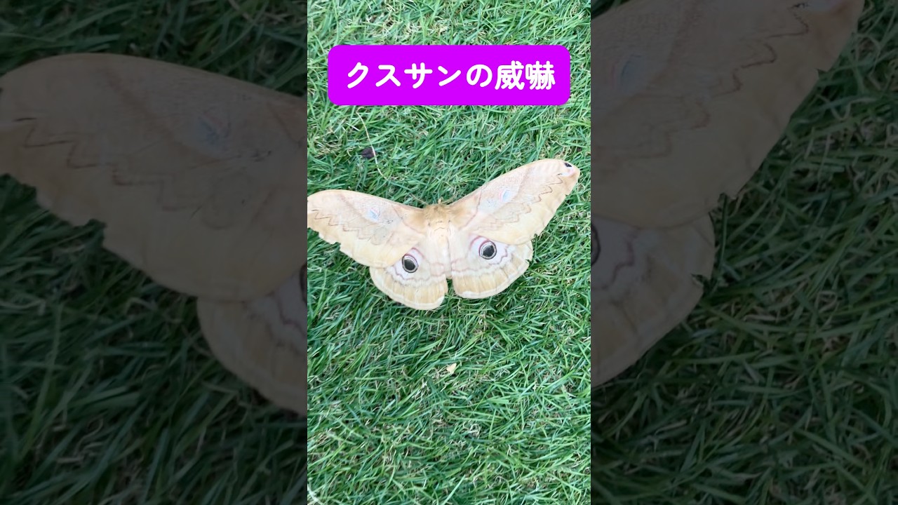 The Threat Display of a Japanese Giant Silkmoth - YouTube