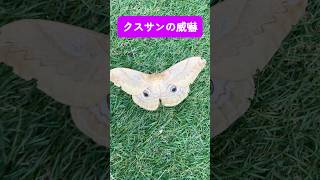 The Threat Display of a Japanese Giant Silkmoth - YouTube