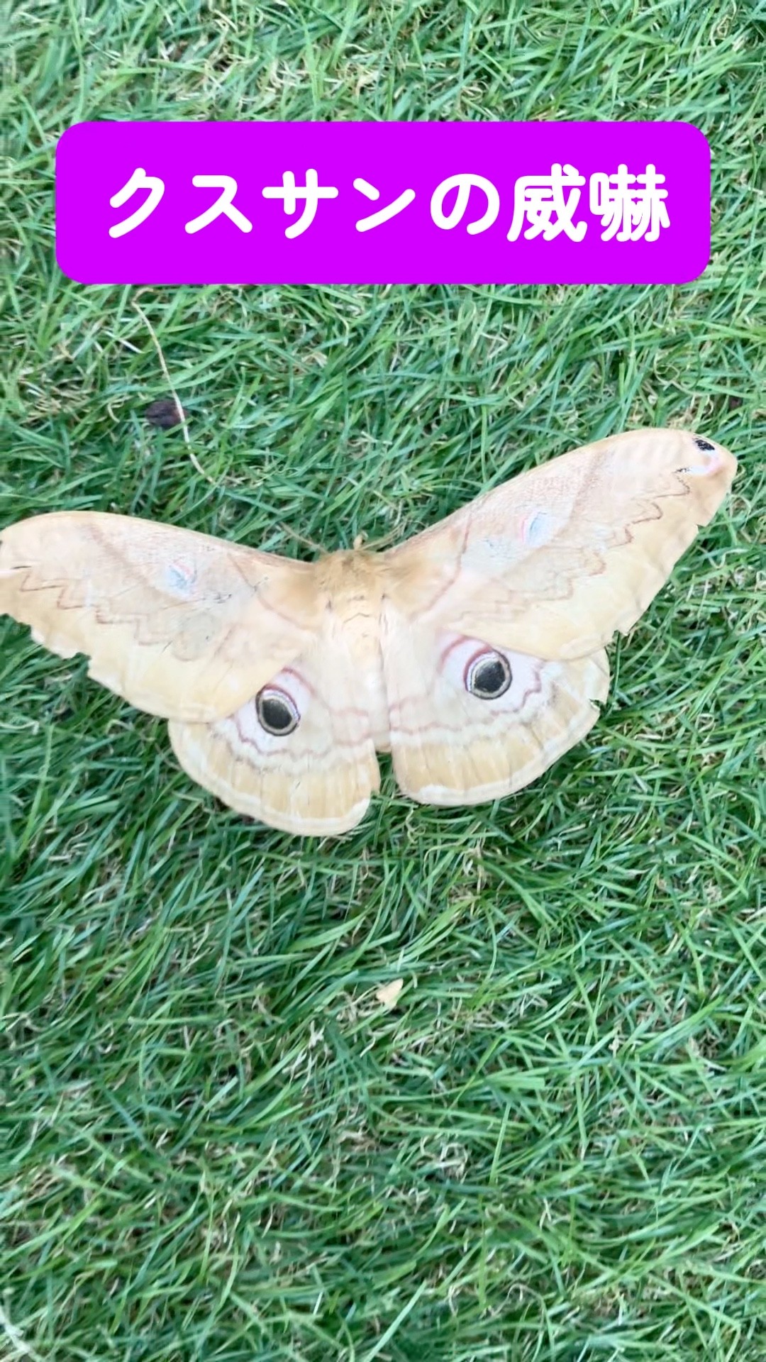 The Threat Display of a Japanese Giant Silkmoth - YouTube
