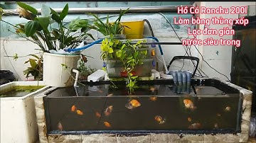 Hồ Cá Ranchu 200l Làm Bằng Thùng Xốp Đẹp - Lọc Rất Đơn Giản Nước Rất Là Trong.Hồ em Bảo ở Bình Chánh