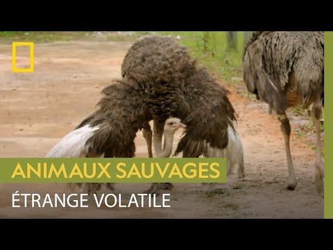 Vidéo: L'autruche et l'émeu sont-ils identiques ?