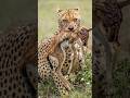 চিতা বাঘ: পৃথিবীর সবচেয়ে দ্রুতগামী প্রাণী | Cheetah Facts। Beautiful World Bangla #cheetah #safari