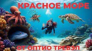 Опасные и добрые обитатели Красного Моря