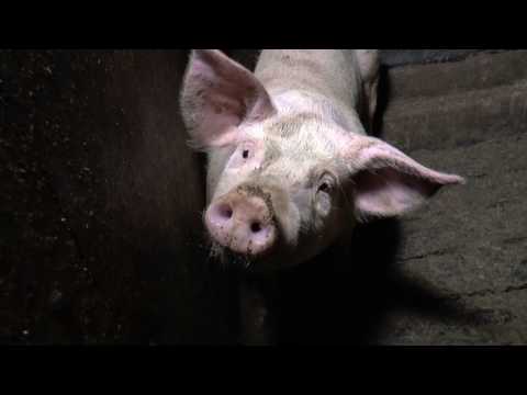 INVESTIGATION: LAMBROOK PIG FARM, SHEPTON MALLET