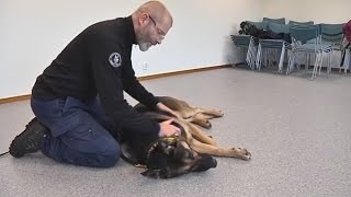 Play video: Wednesday, October 22, Segment 4 – Police Dog Massage