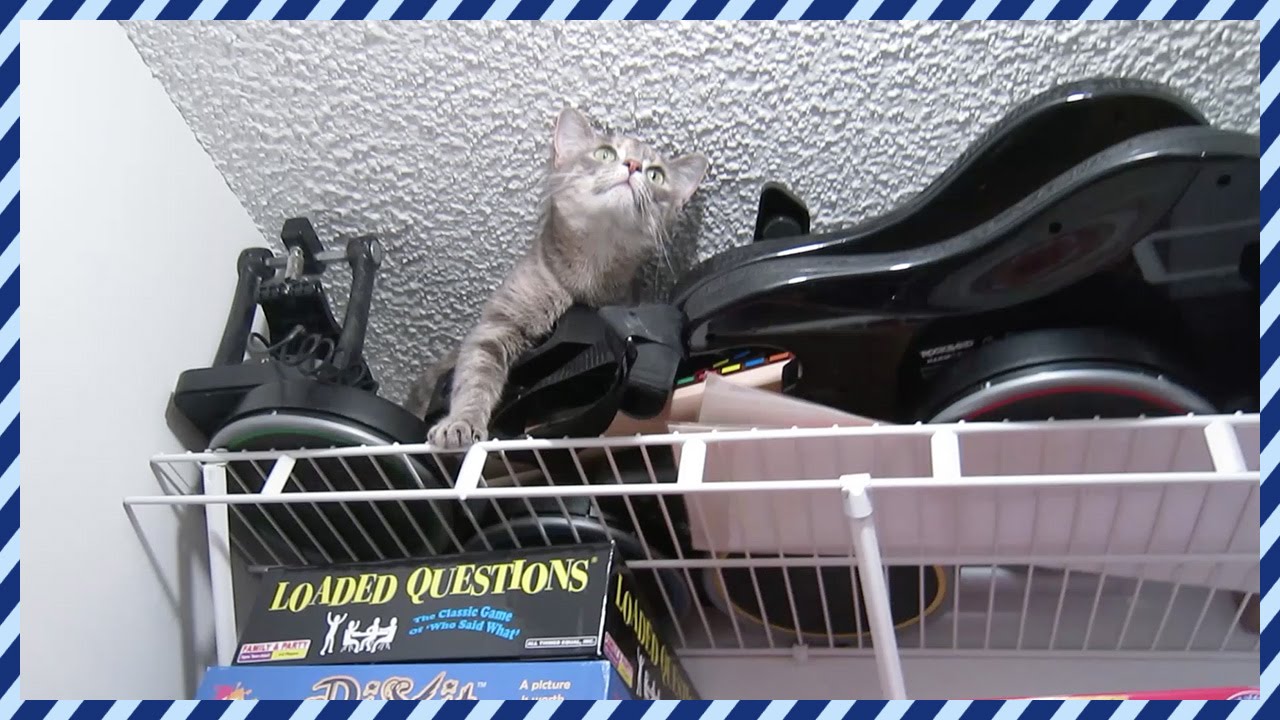 CRAZY CAT CAUSES CLOSET CHAOS [DAY 159] - YouTube
