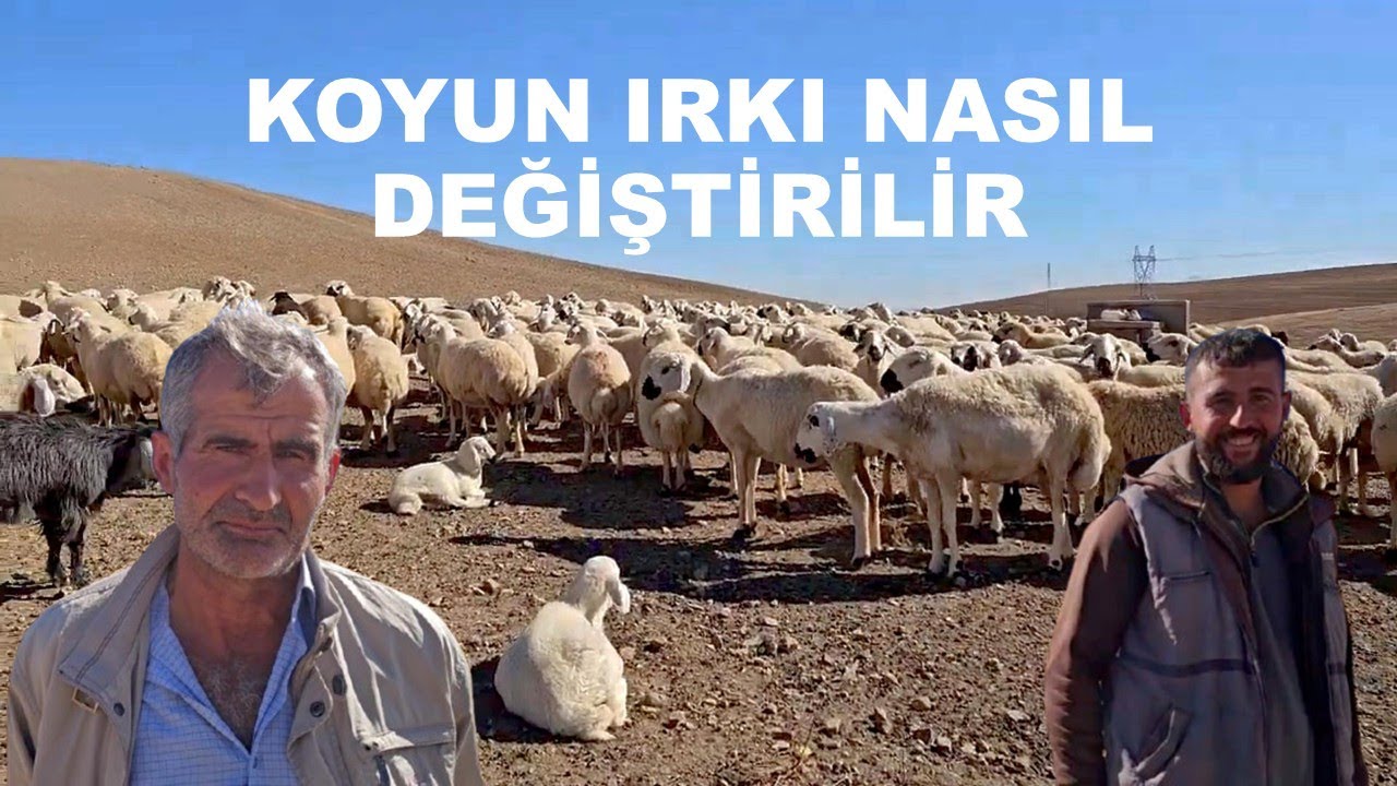 KOYUN IRKINI DEĞİŞTİRMEDE UZMAN OLAN EROL KARDEŞİMİZİN ANLATIMI