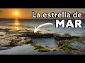 Fotografiando el AMANECER en la ESTRELLA DE MAR de Torrevieja