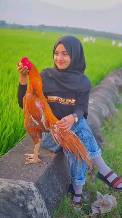 ayam cantik di Indonesia, ayam ekor lidi warna gondang