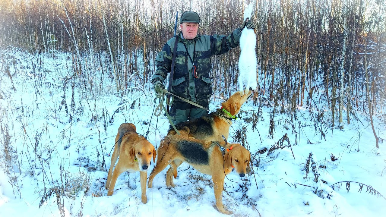 Охота на зайца стайкой Русских гончих. Гон был такой, аж шапка с головы лезла!